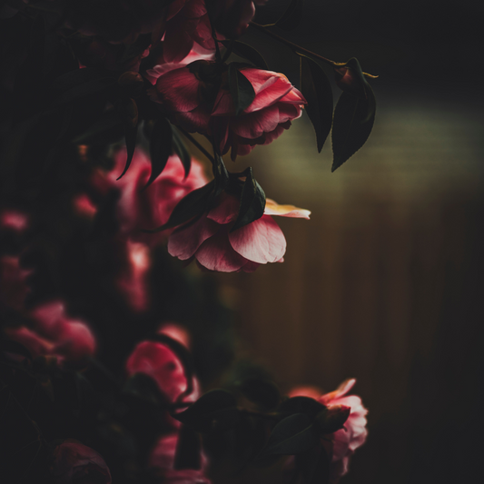 After Hours | Dark Rose and Labdanum Type