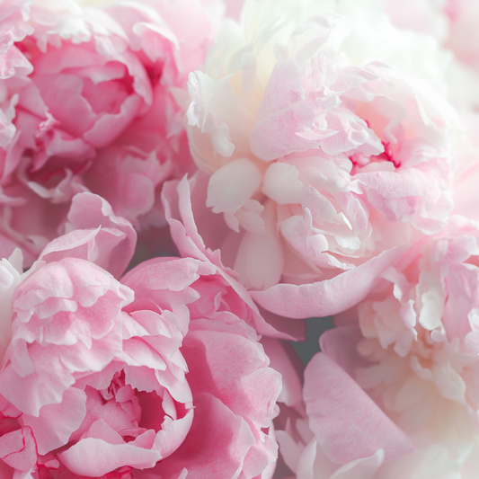 London Calling | Peony and Blush Suede Type