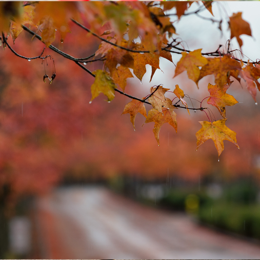 Harvest Rain | November Rain Type image 0