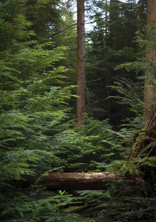 Balsam + Cedar image 0