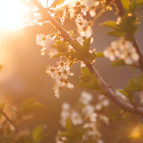 Spring Solstice image 0