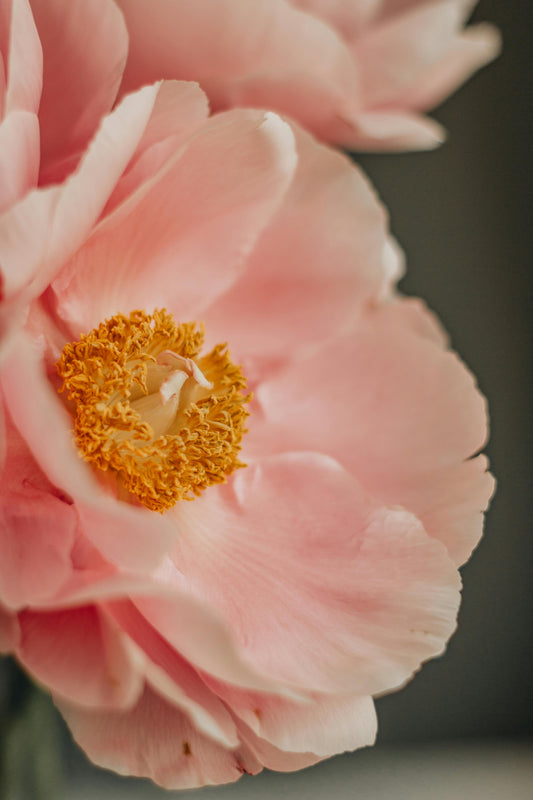 Seaside Retreat | Beach Rose and Peach Peony Type image 0