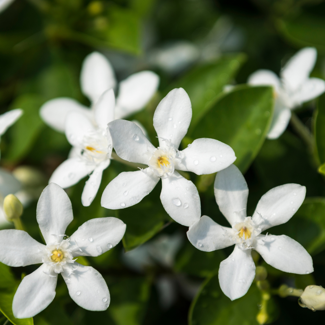 Blooming Jasmine image 0