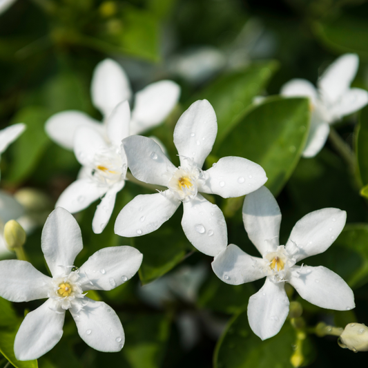 Blooming Jasmine image 0
