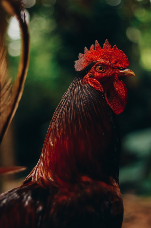 Sweet Rooster | Sweet Orange and Chili Pepper Type image 0