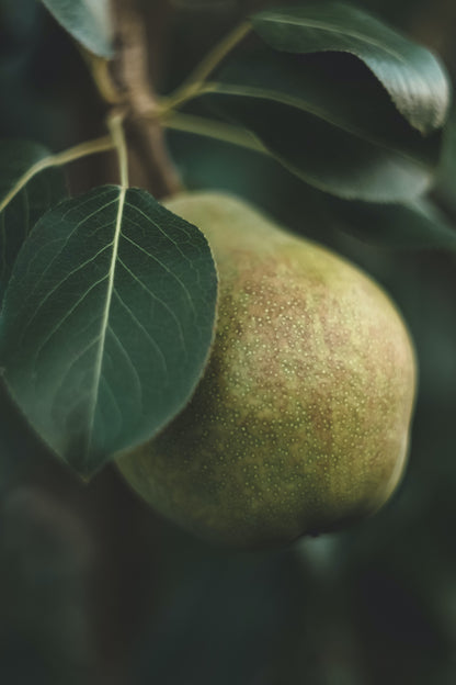 Pear Bellini | Cranberry Pear Bellini Type image 0