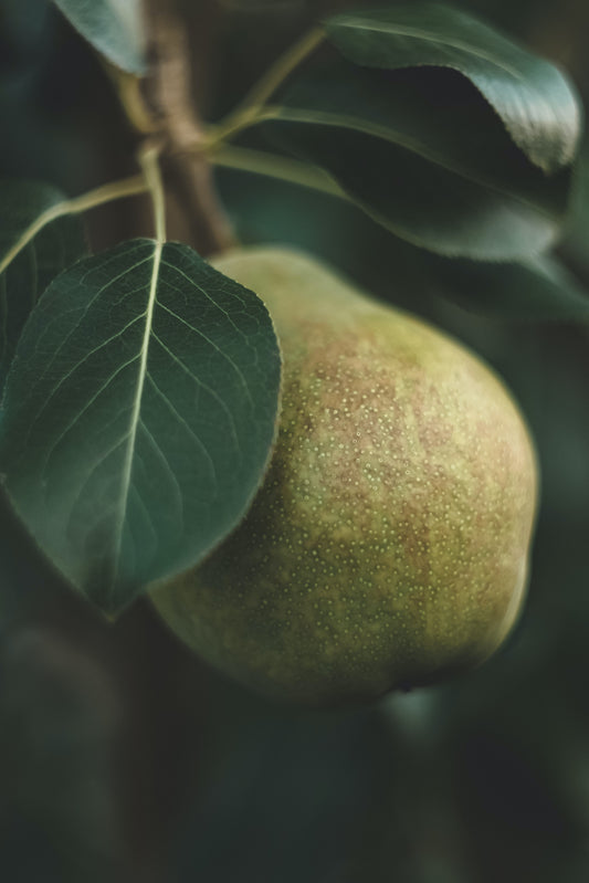 Pear Bellini | Cranberry Pear Bellini Type image 0