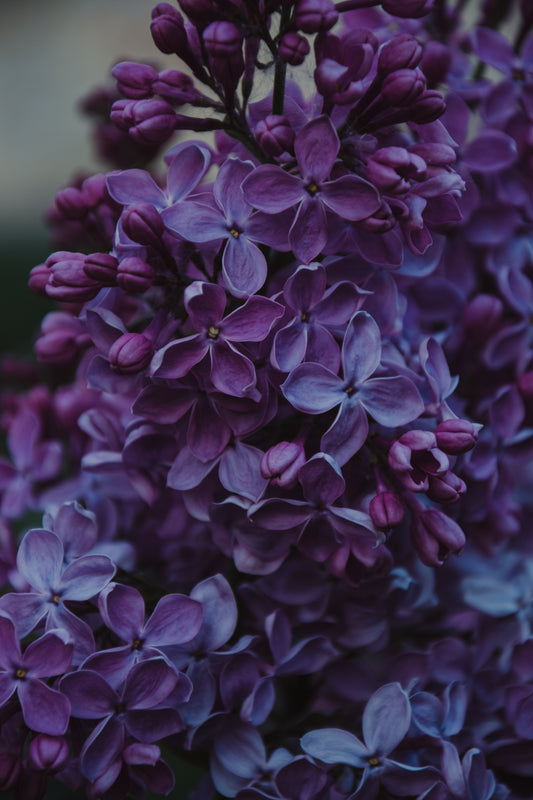 Spring Lilac image 0