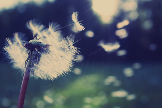 Wishes | You Wish by 1617 image 0