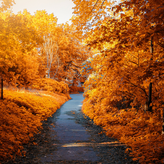 Autumn Harvest | Sweater Weather Type image 0