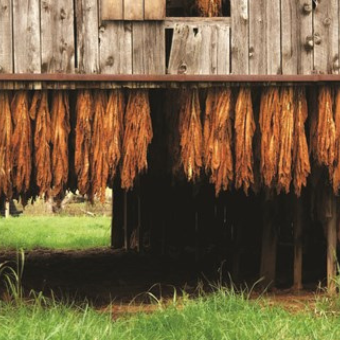 Tobacco Road image 0