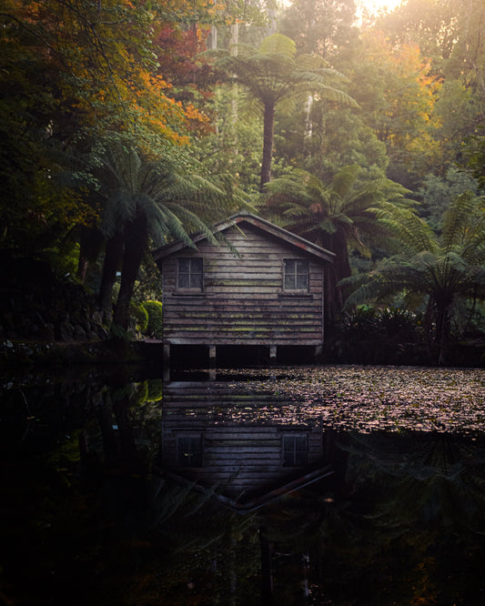 Backwoods Breeze | Black Cedar and Juniper Type image 0