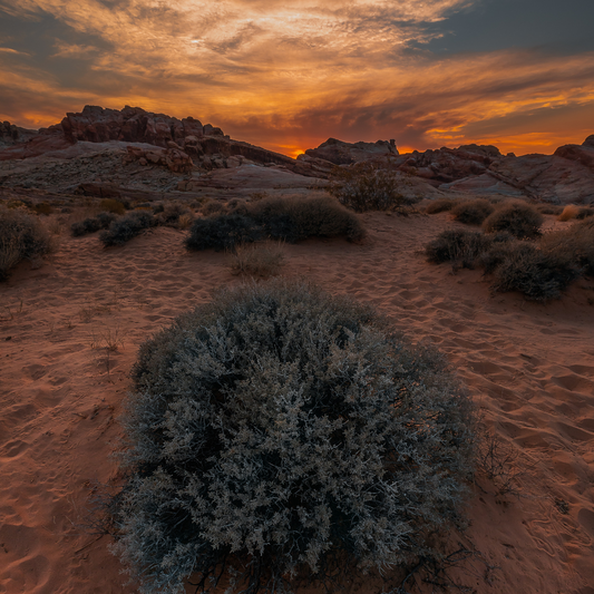 Baja Sunset | Baja Cactus Blossom Type