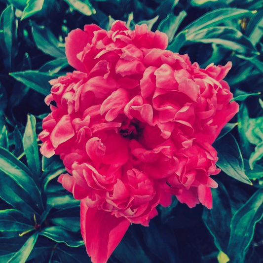 Beautiful Flower | Florencia