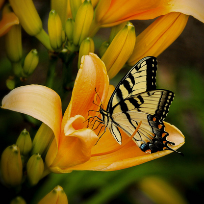 Butterfly Kisses | Butterfly Flower Type