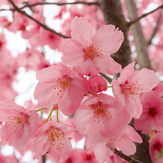 Cherry Blossom Apple | Love Spell Type