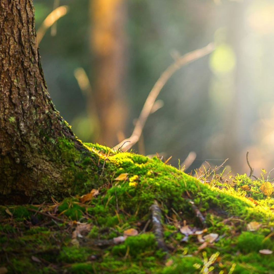 Forbidden Forest