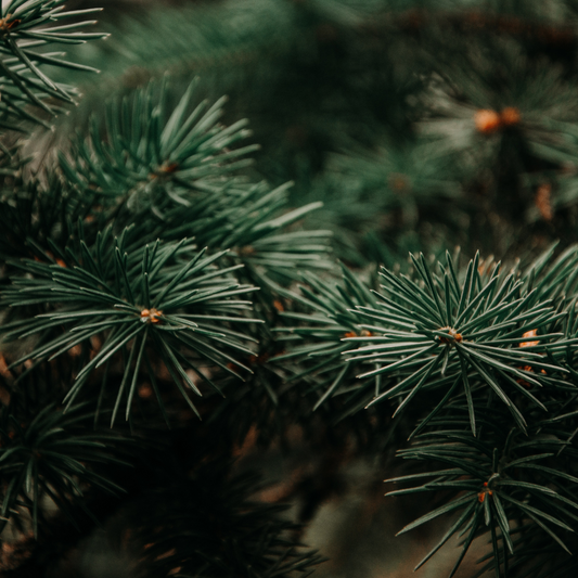 Fraser Fir