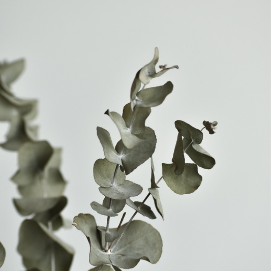 Fresh Eucalyptus | Eucalyptus & Spearmint Type