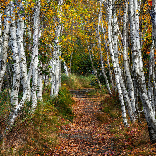 Gathered | Sugared Birch Type