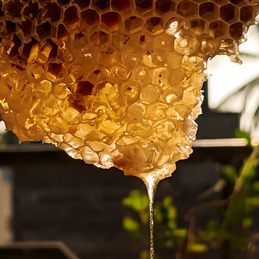 Honey Bee | Hey Honey Type