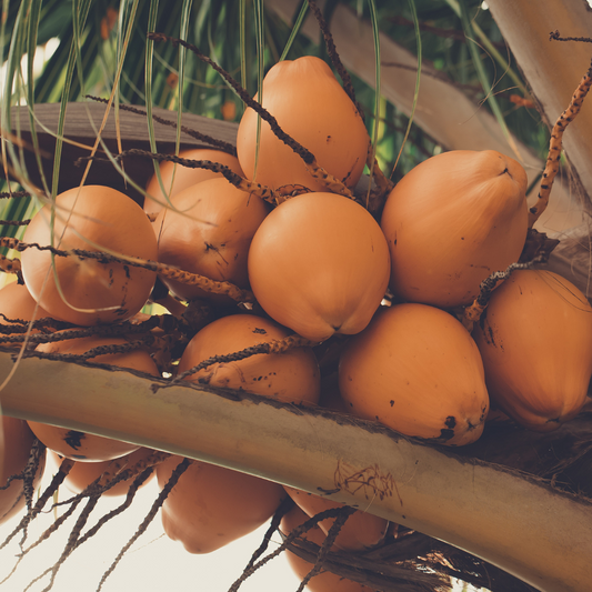 Island Time | Happy Island Papaya Type