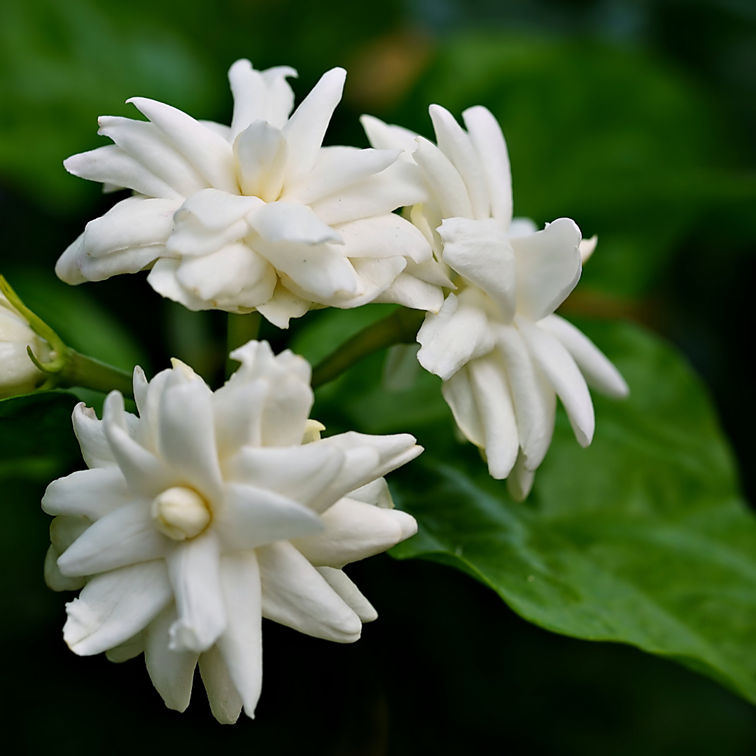 Jasmine and Clary Sage