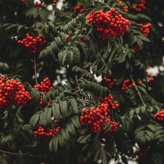 Jingle Bell Berry | Merry Berry Christmas Type
