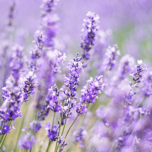 Lavender + Tonka