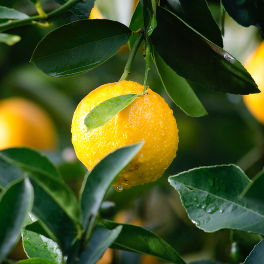 Lemon Tree
