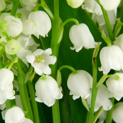 Lily of the Valley