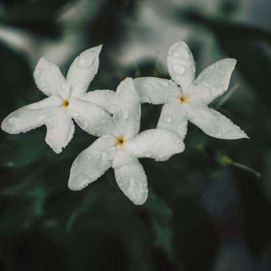 Lullaby Blue | Lullaby Lavender Dreamy Jasmine Type
