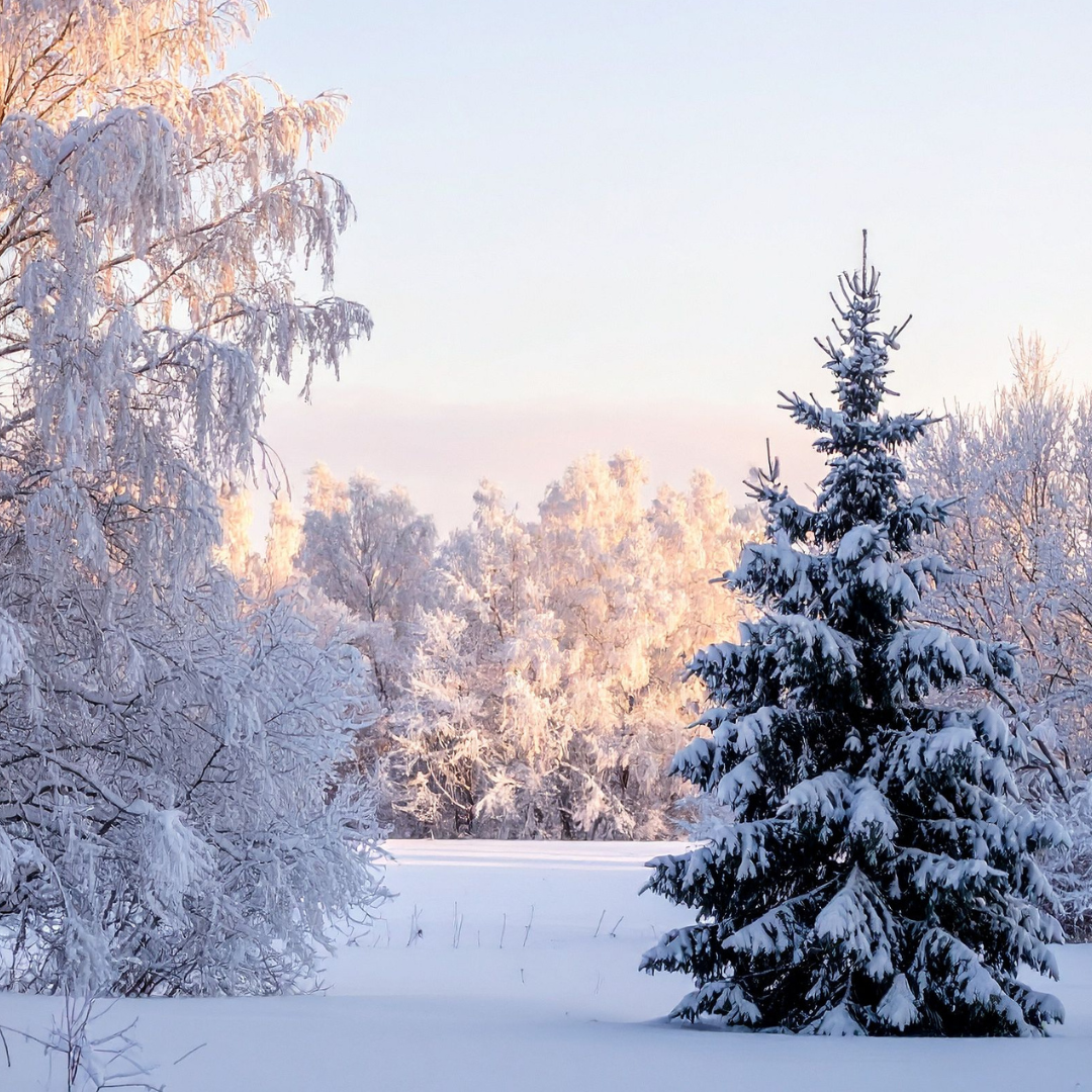 The North Pole | Frosted Wonderland Type