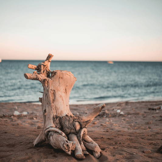 Atlantic Driftwood