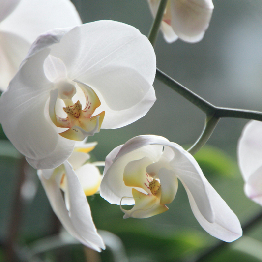 Ocean Orchid