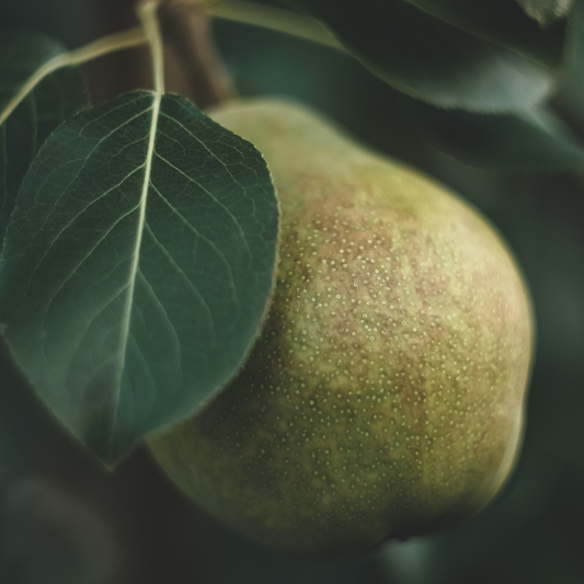 Pear Bellini | Cranberry Pear Bellini Type