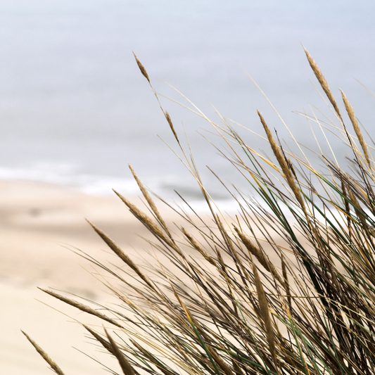 Caribbean Seagrass