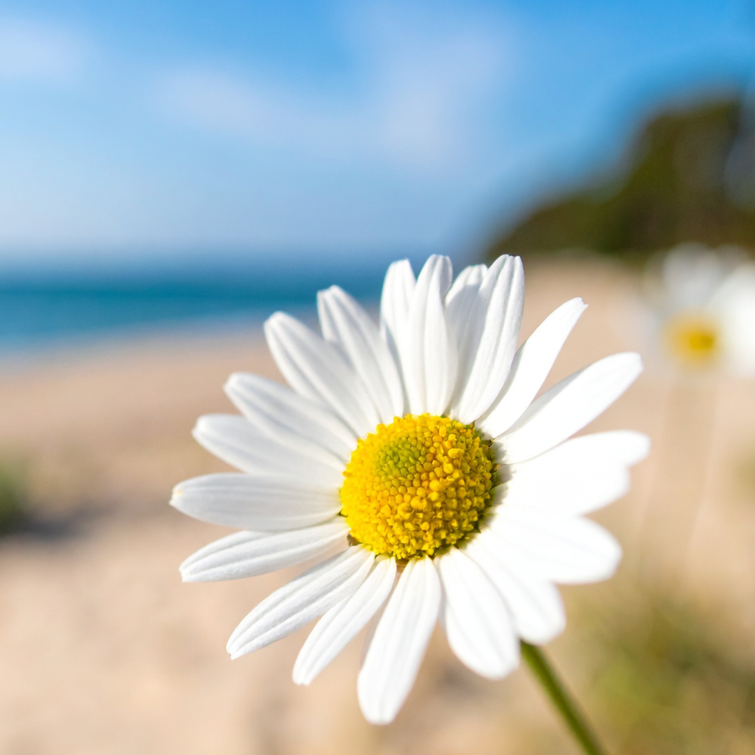 Seagrass Petals