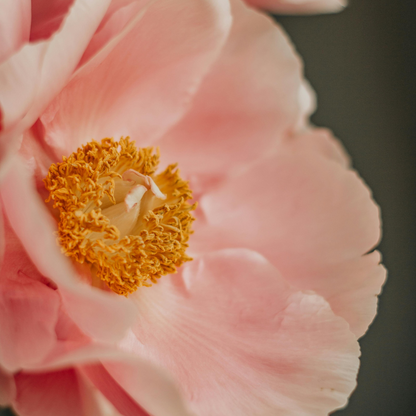 Seaside Retreat | Beach Rose and Peach Peony Type