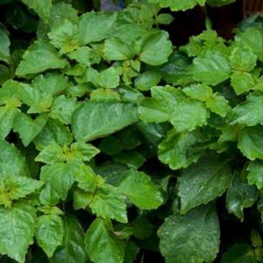Simply Patchouli