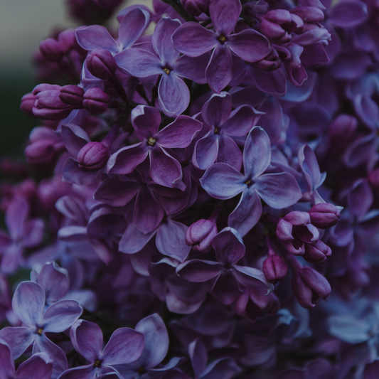 Spring Lilac