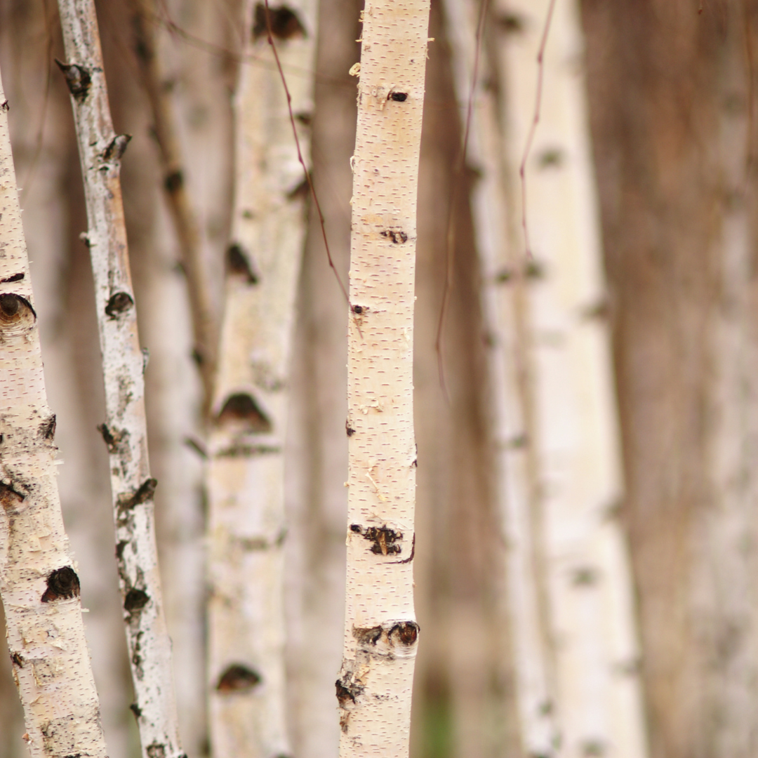 Silver Birch