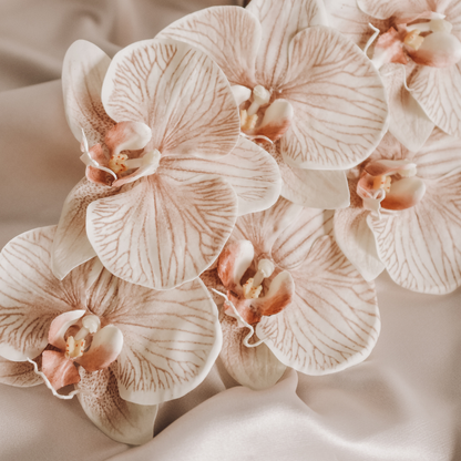 Vanilla Absolute | Vanilla 28 Type