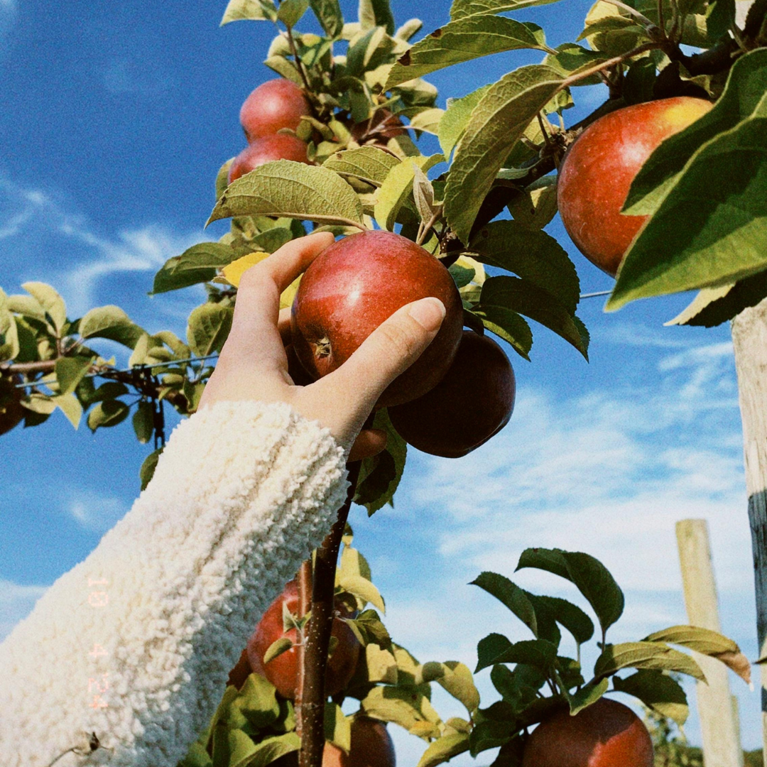 Urban Apples | Mahogany and Apple Type