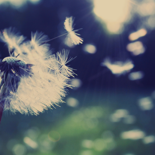Wishes | You Wish