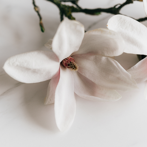 Magnolia Garden image 0