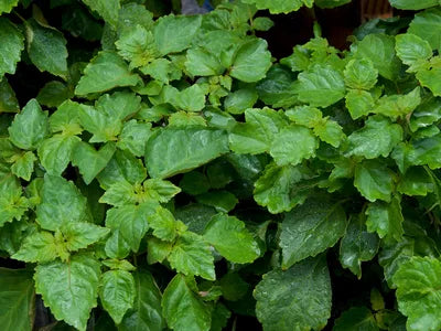 Simply Patchouli image 0