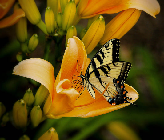 Butterfly Kisses | Butterfly Flower Type image 0