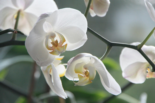 Ocean Orchid image 0