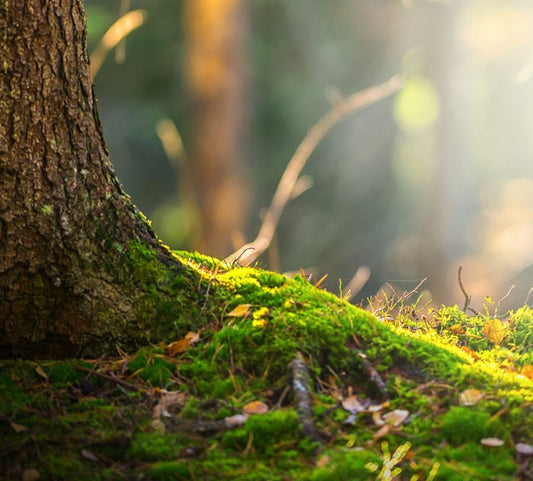 Forbidden Forest image 0